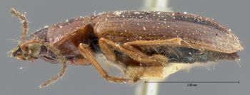 Media type: image;   Entomology 5936 Aspect: habitus lateral view